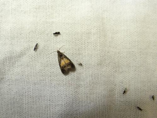 Réf. 185 380 : Endothenia nigricostana